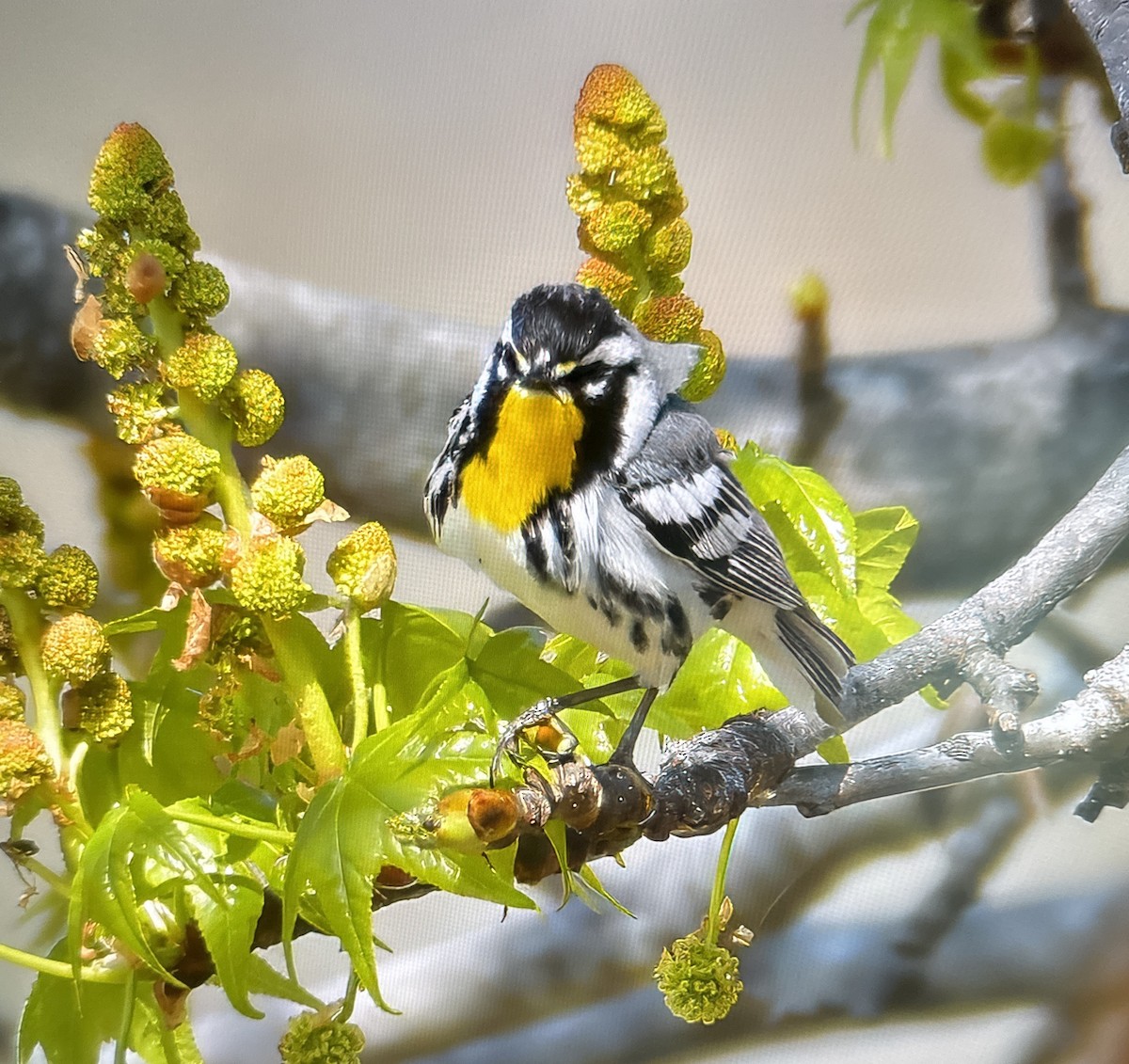 Yellow-throated Warbler - ML616411797