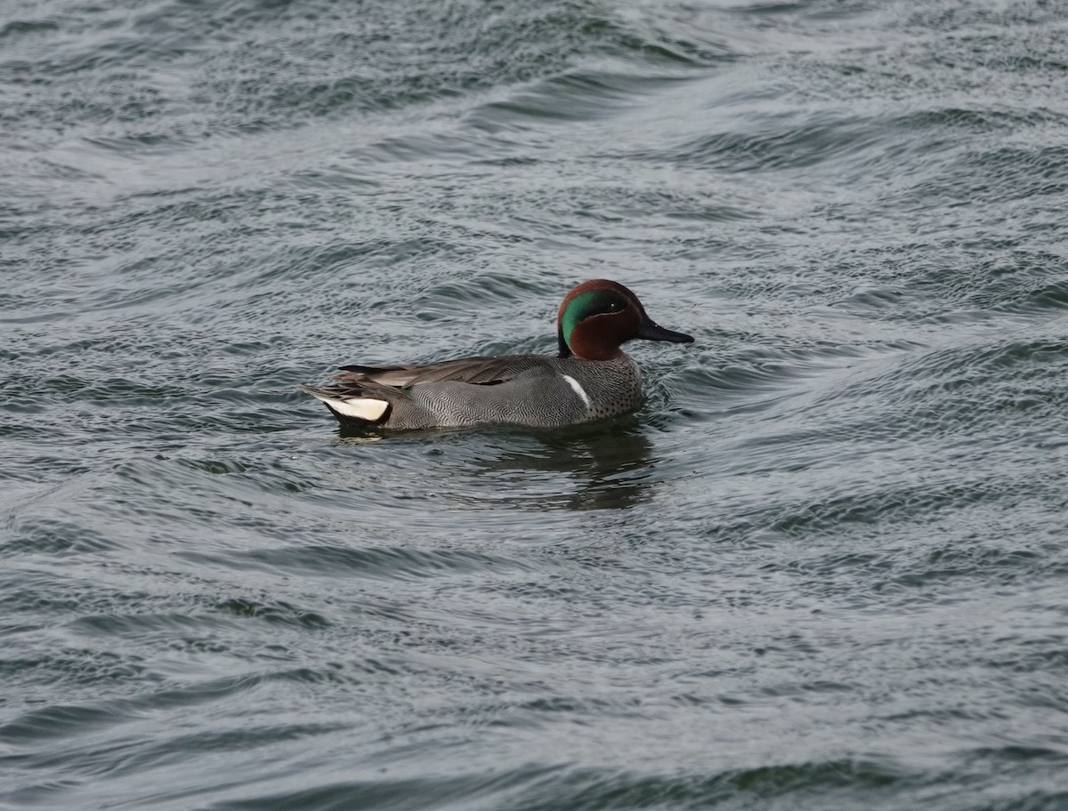 Green-winged Teal - ML616411819