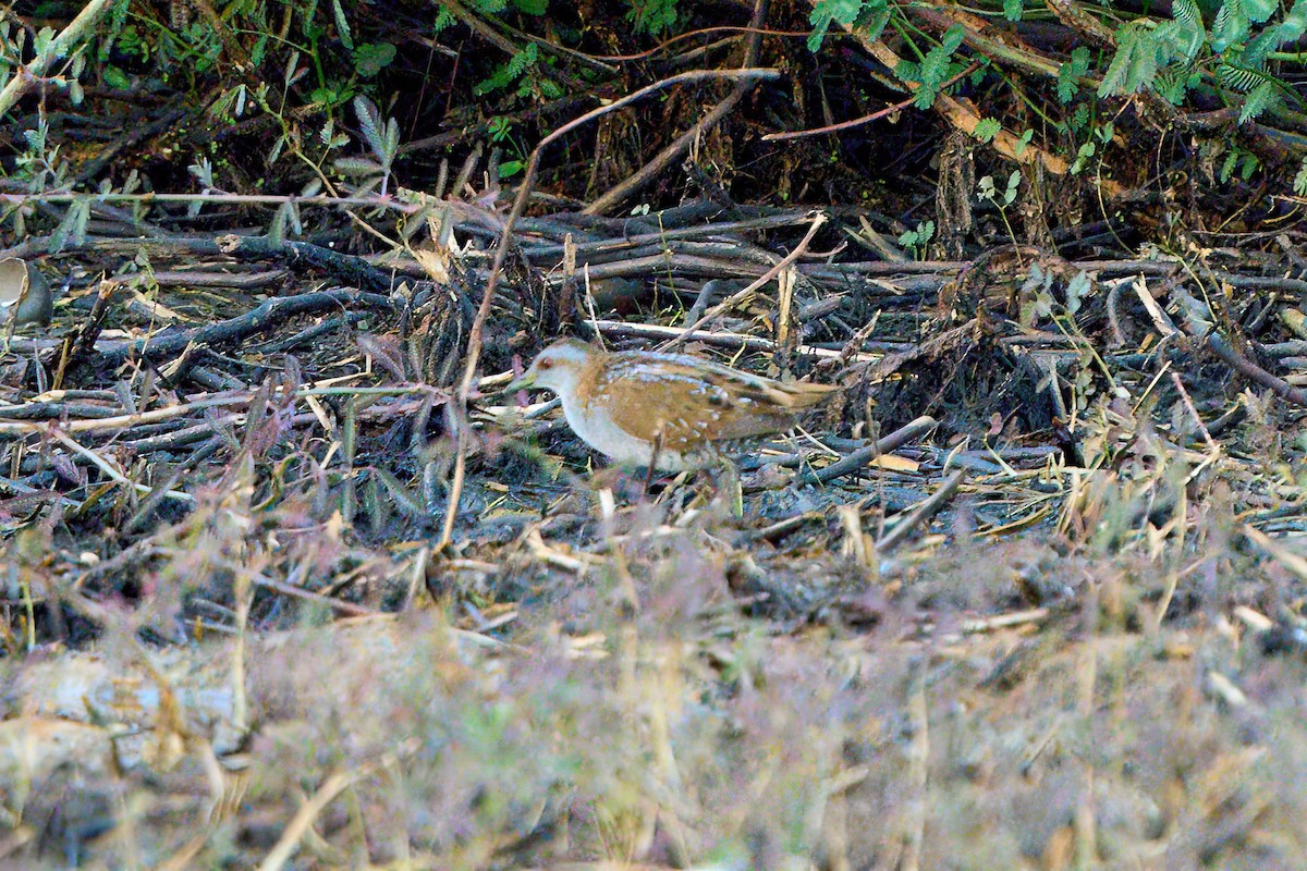 Baillon's Crake - ML616411820