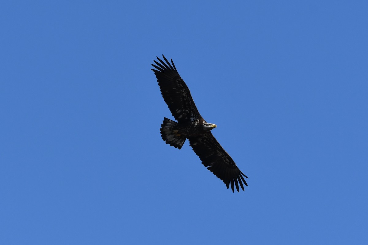 Bald Eagle - ML616411822