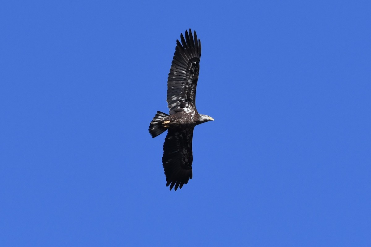 Bald Eagle - ML616411823
