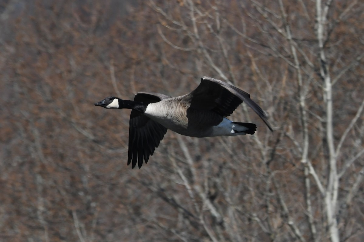 Oca canadese maggiore - ML616411829