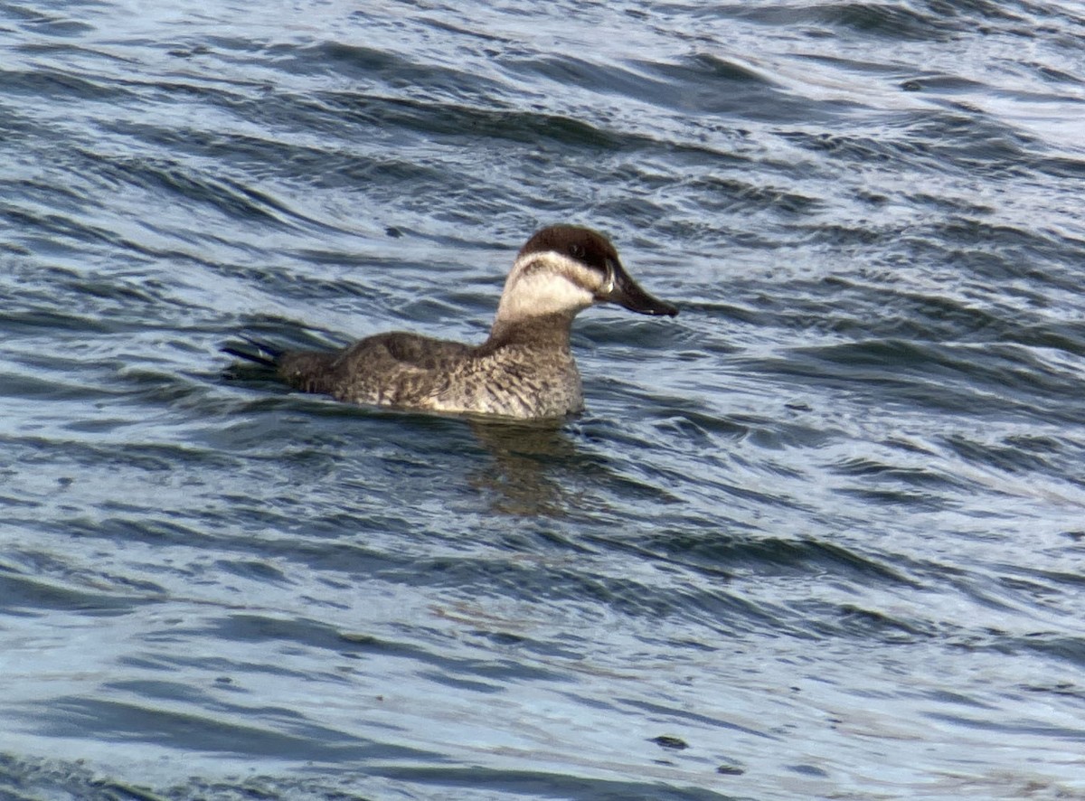 Ruddy Duck - ML616411838