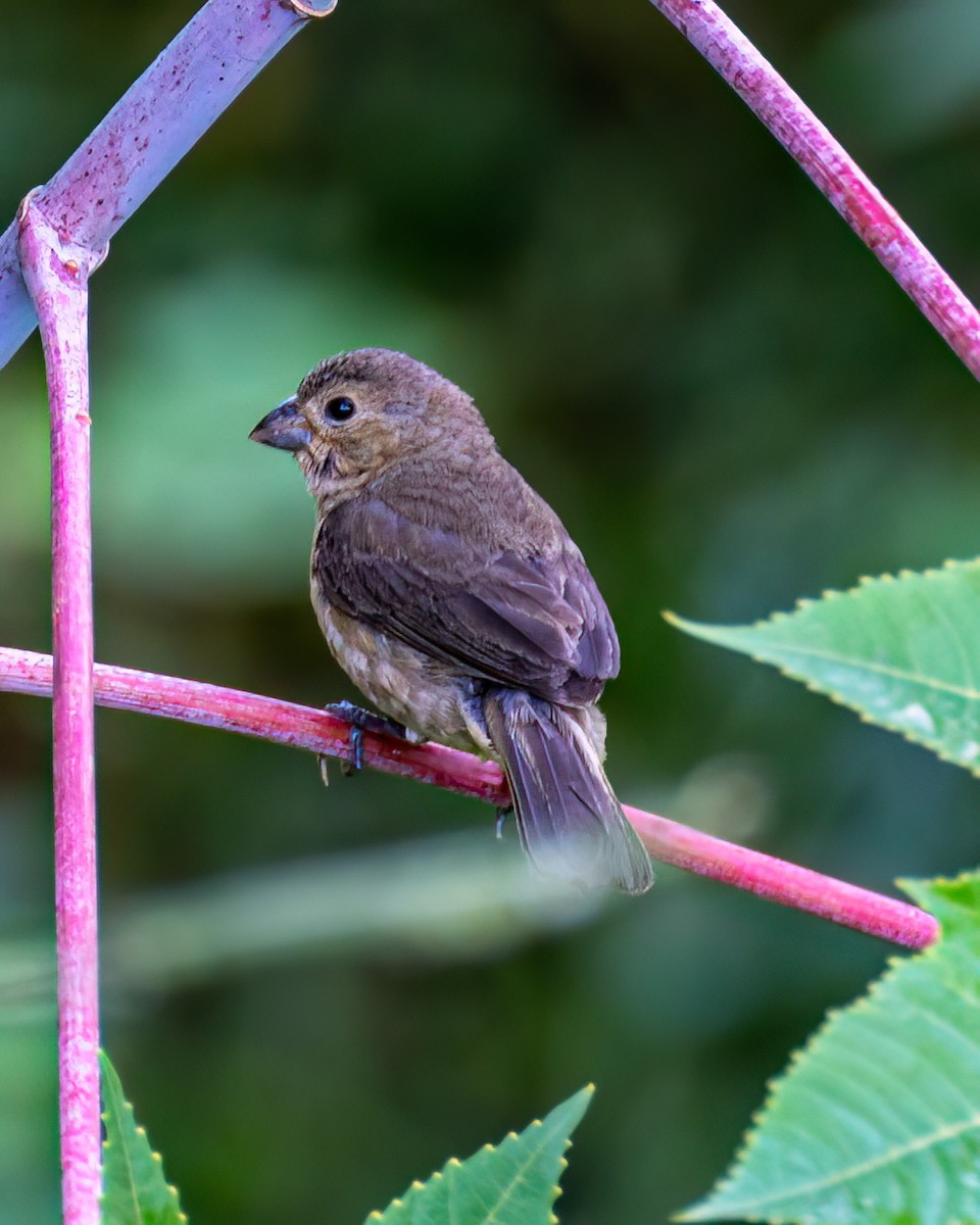 Sporophila sp. - Victor Pássaro