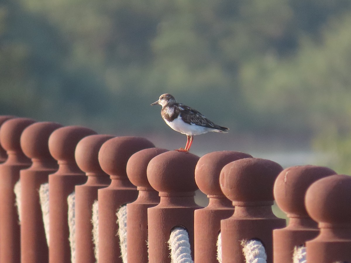 Ruddy Turnstone - ML616411860