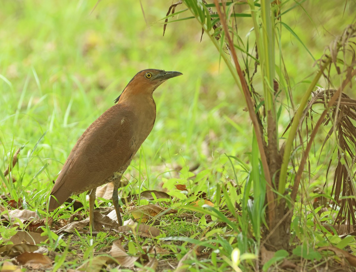 Malayan Night Heron - ML616411867