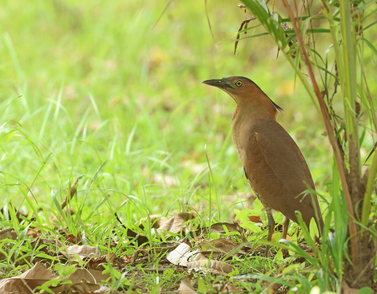 Malayan Night Heron - ML616411868