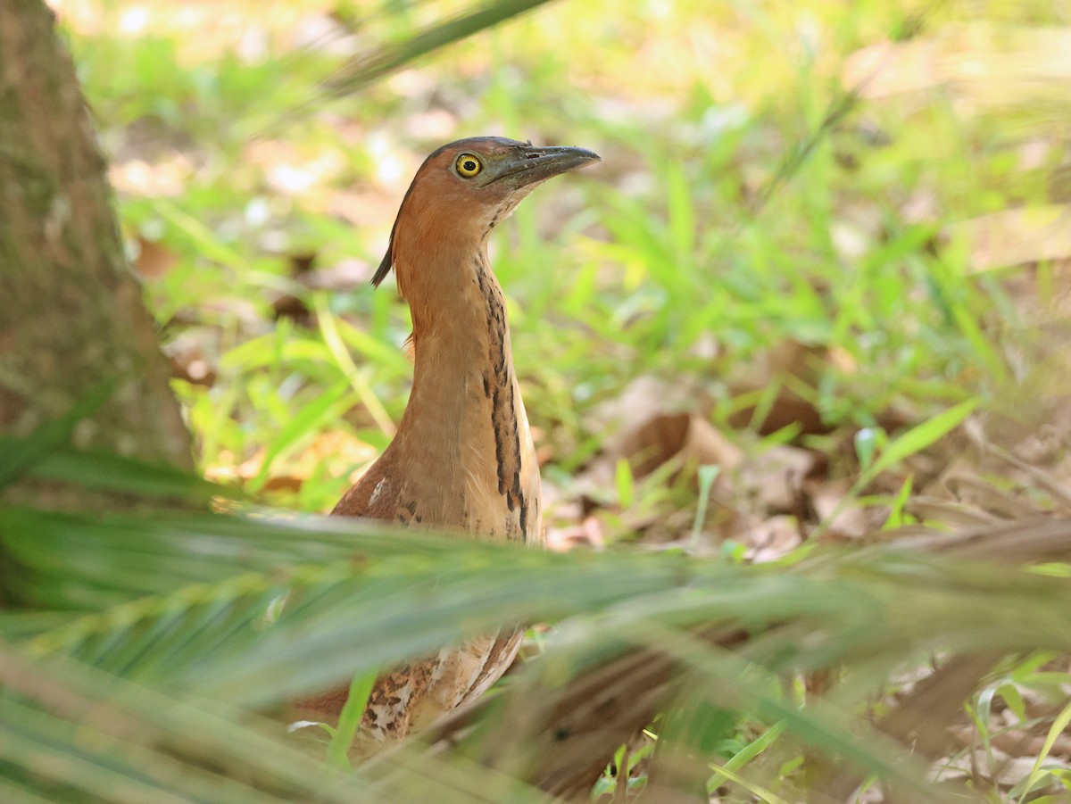 Malayan Night Heron - ML616411878