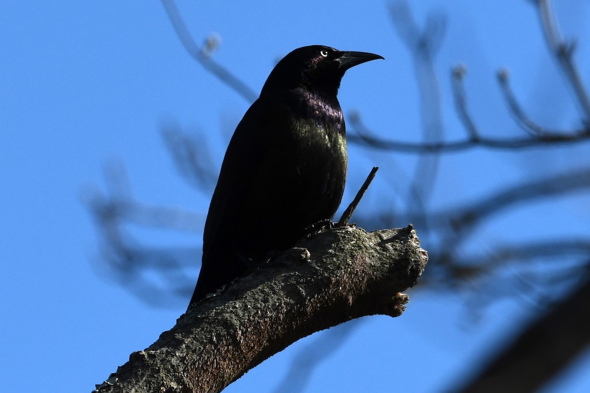 Common Grackle - ML616411886