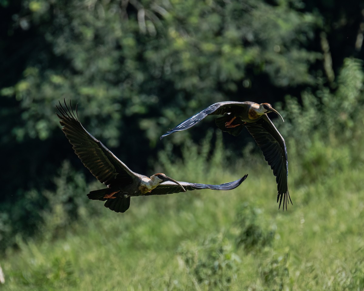 ibis bělokřídlý - ML616411899