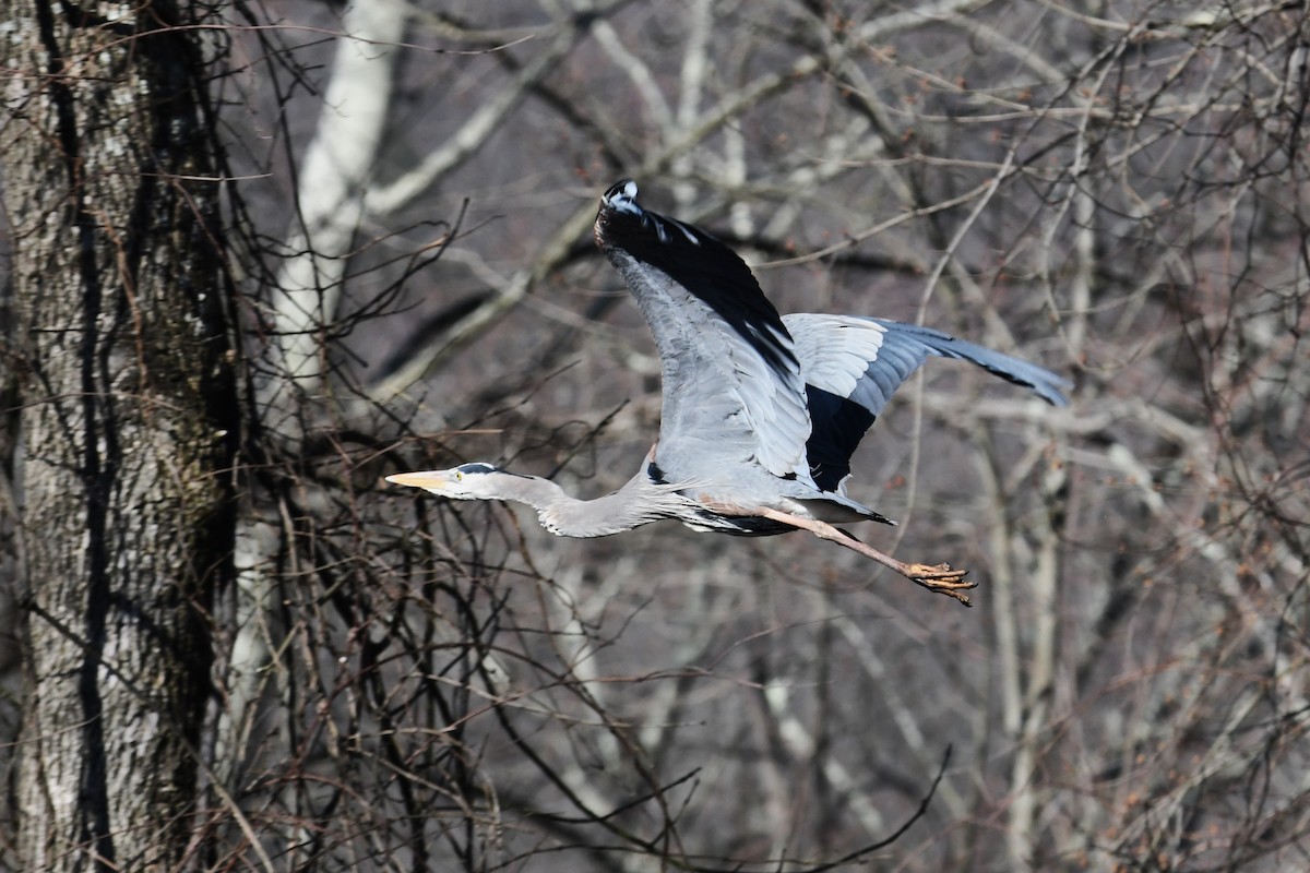 Great Blue Heron - ML616411920