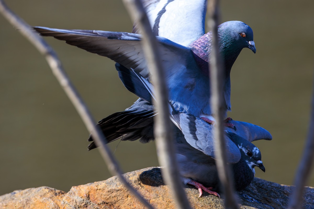 Rock Pigeon (Feral Pigeon) - ML616411942