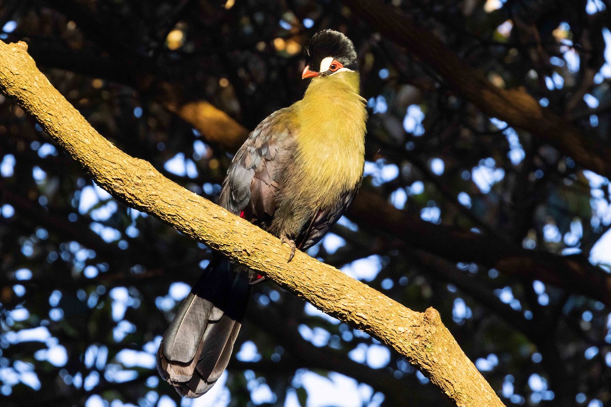 Hartlaub's Turaco - ML616411943