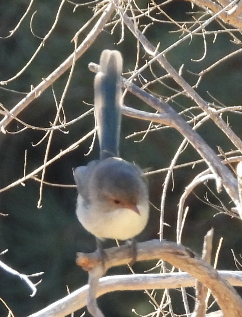 Splendid Fairywren - ML616411959