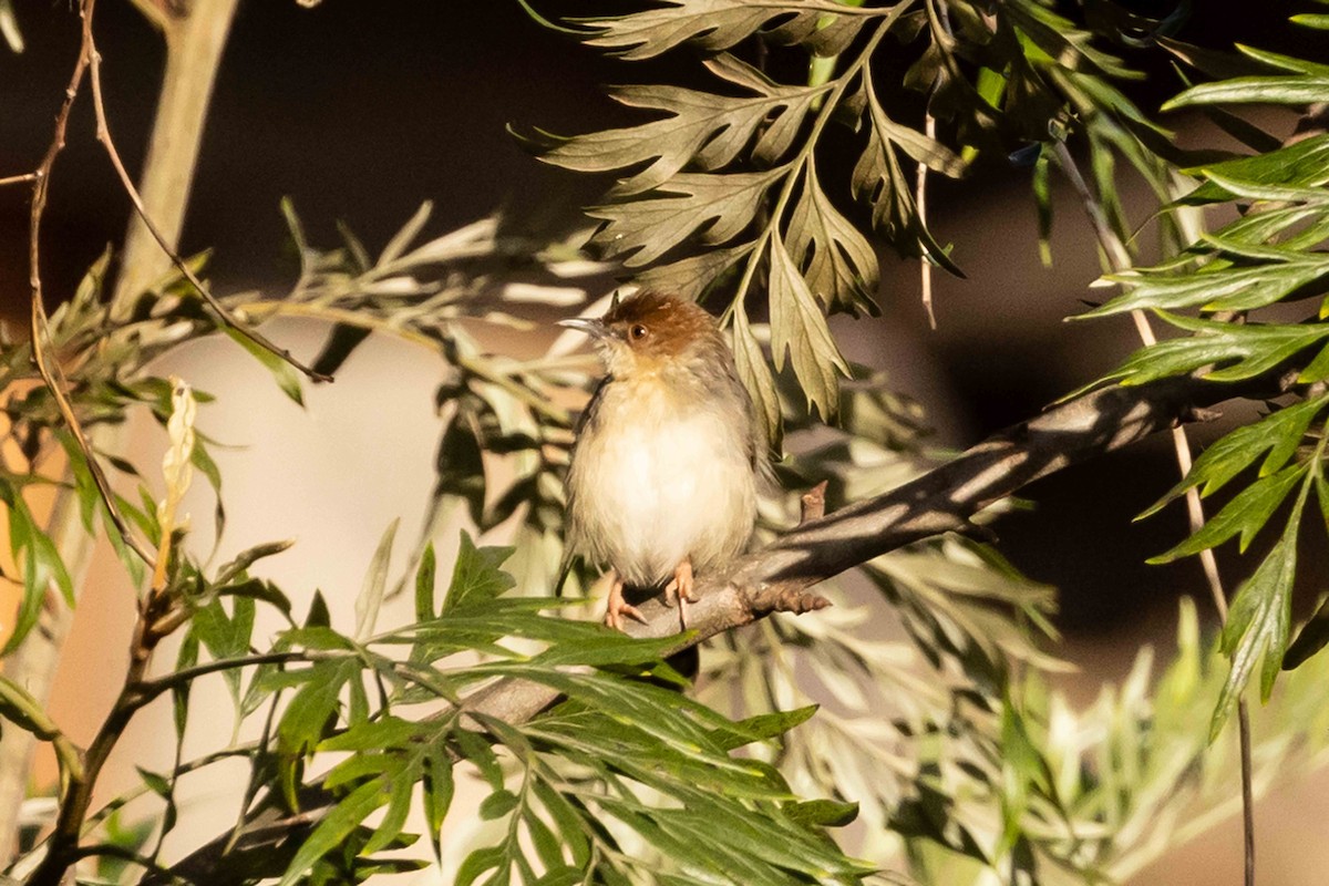 Singing Cisticola - ML616412004