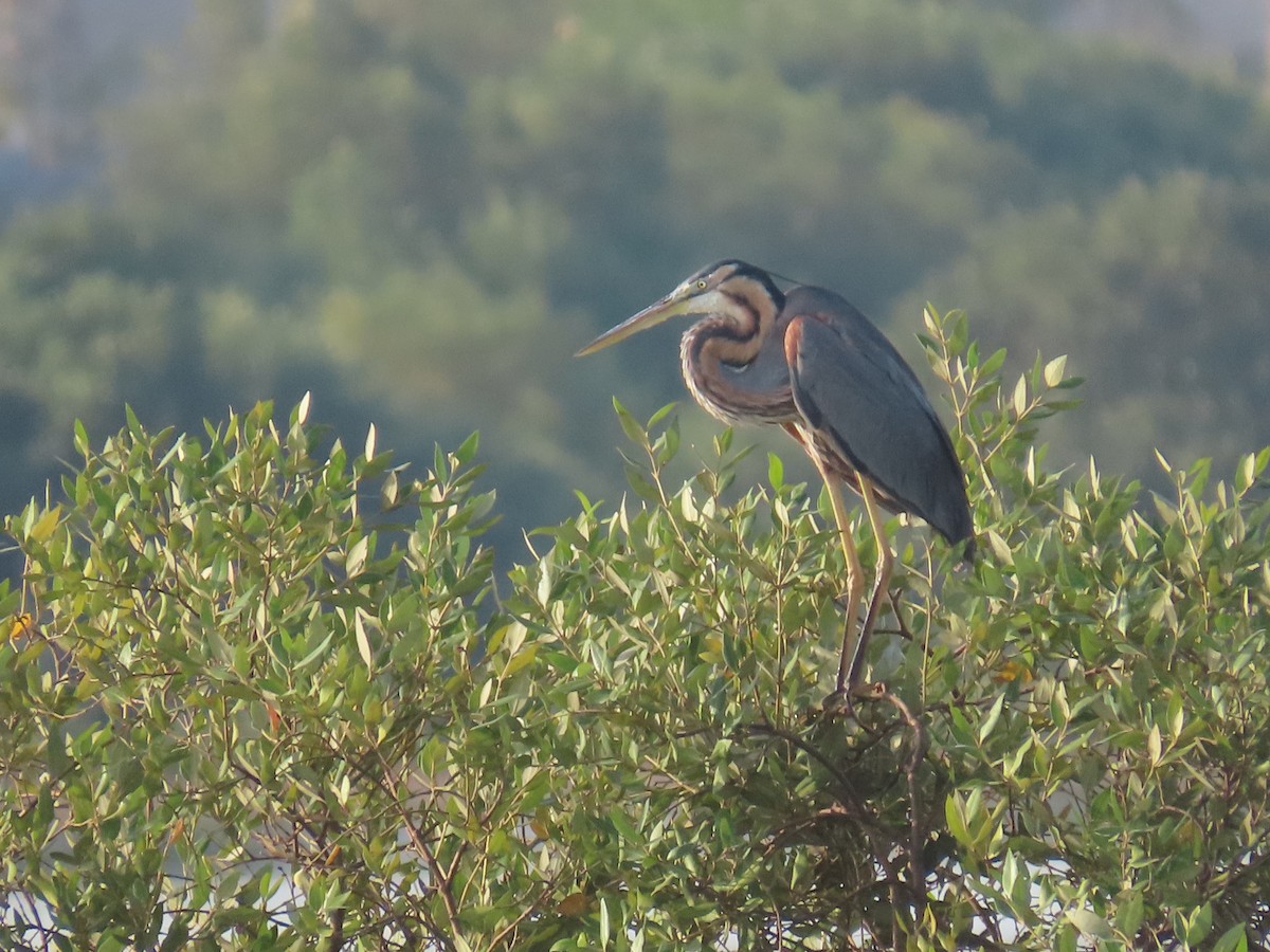 Purple Heron - Ute Langner