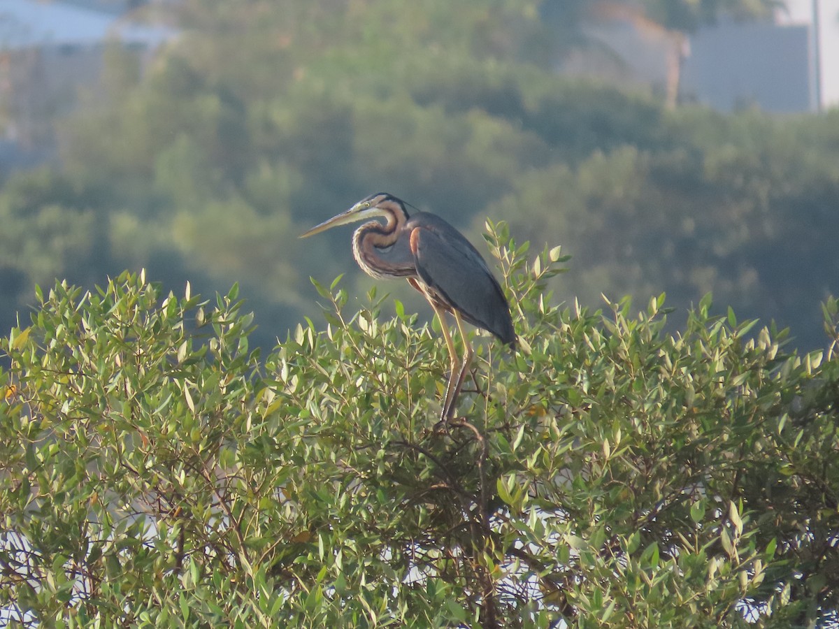 Purple Heron - Ute Langner