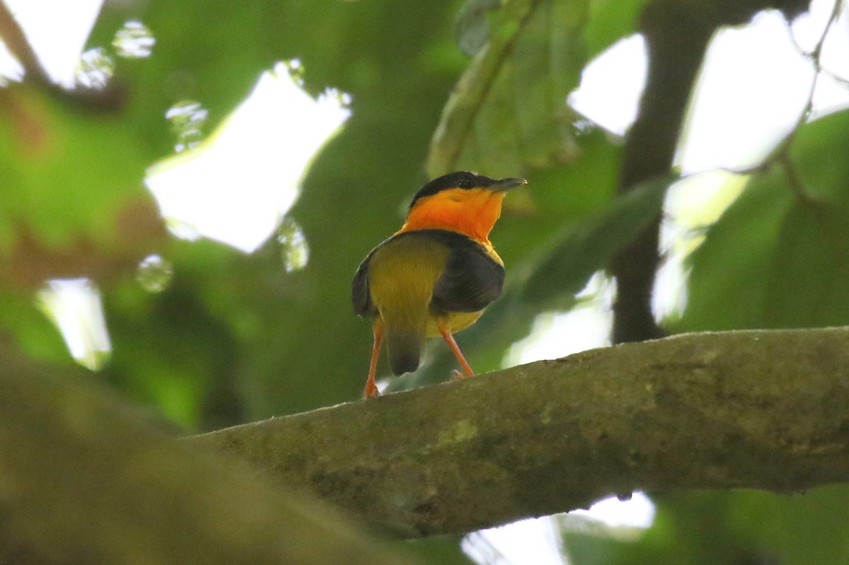 Orange-collared Manakin - ML616412124