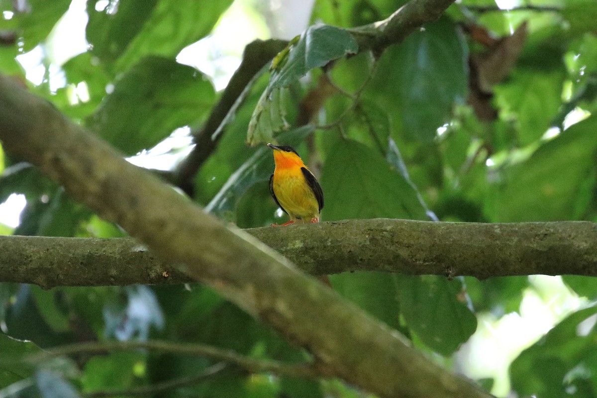 Orange-collared Manakin - ML616412127