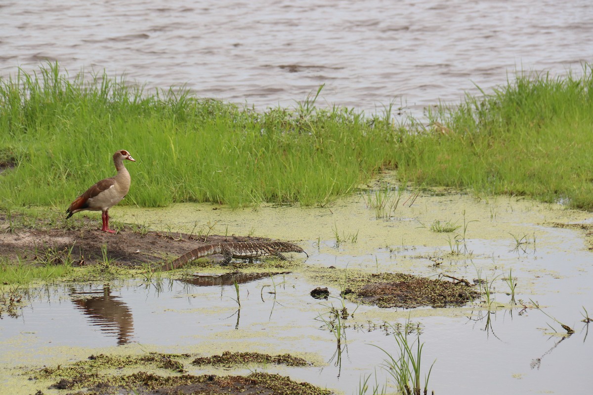 Egyptian Goose - ML616412129