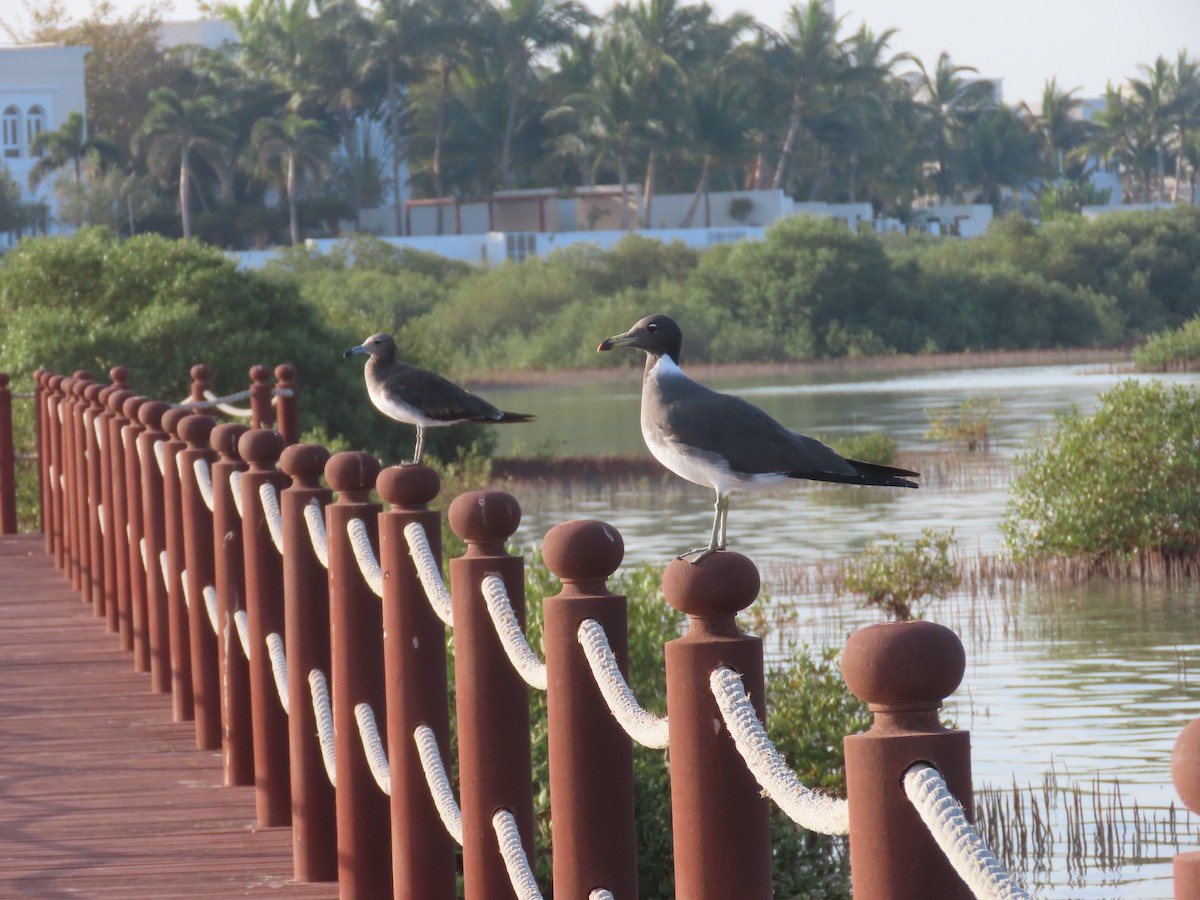 Gaviota Cejiblanca - ML616412138