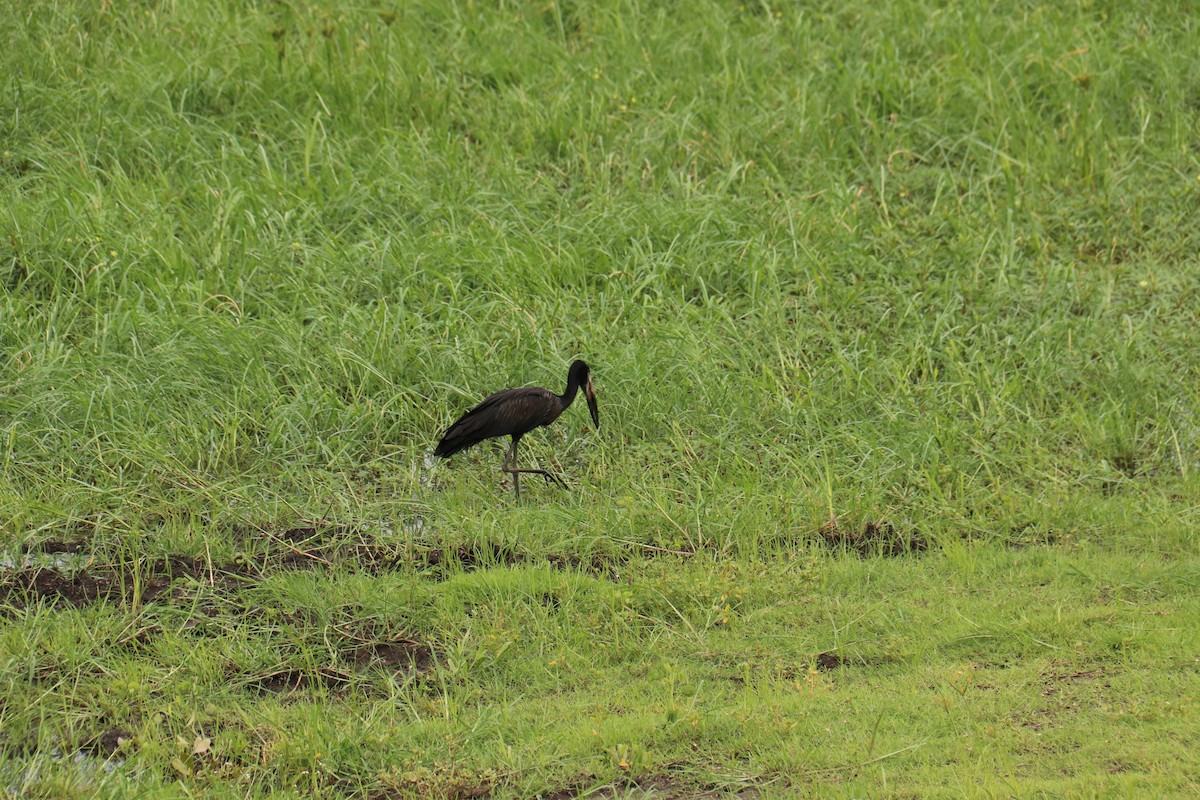 African Openbill - ML616412224