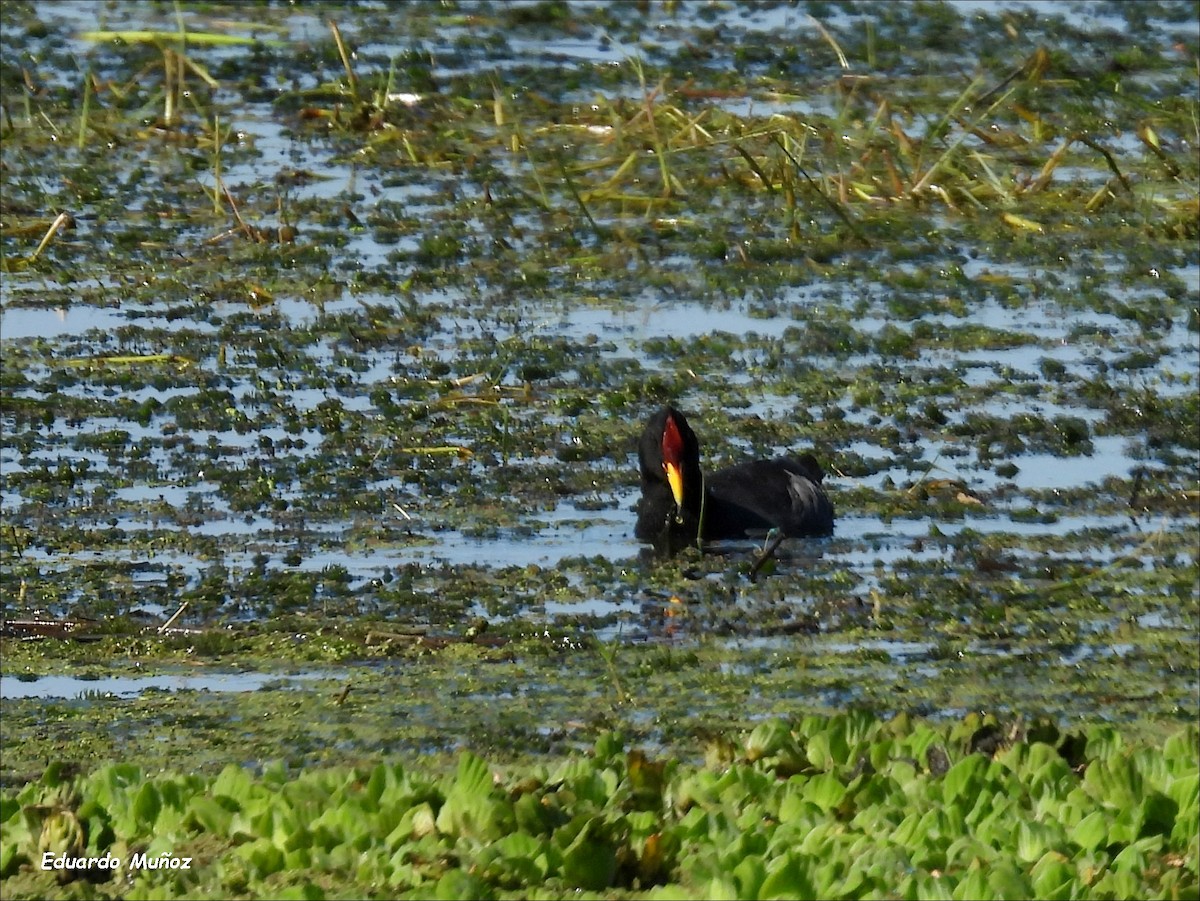 Red-fronted Coot - ML616412236