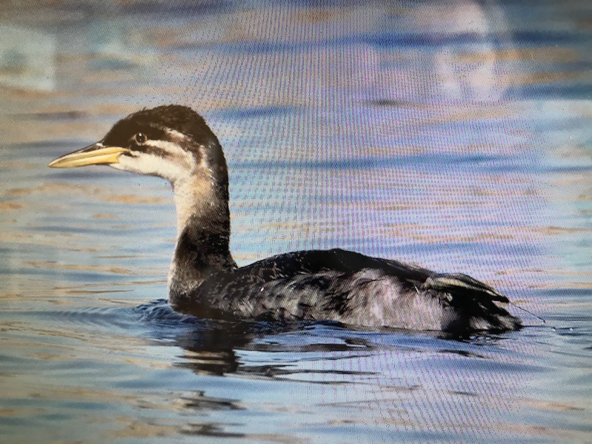 Red-necked Grebe - ML616412240