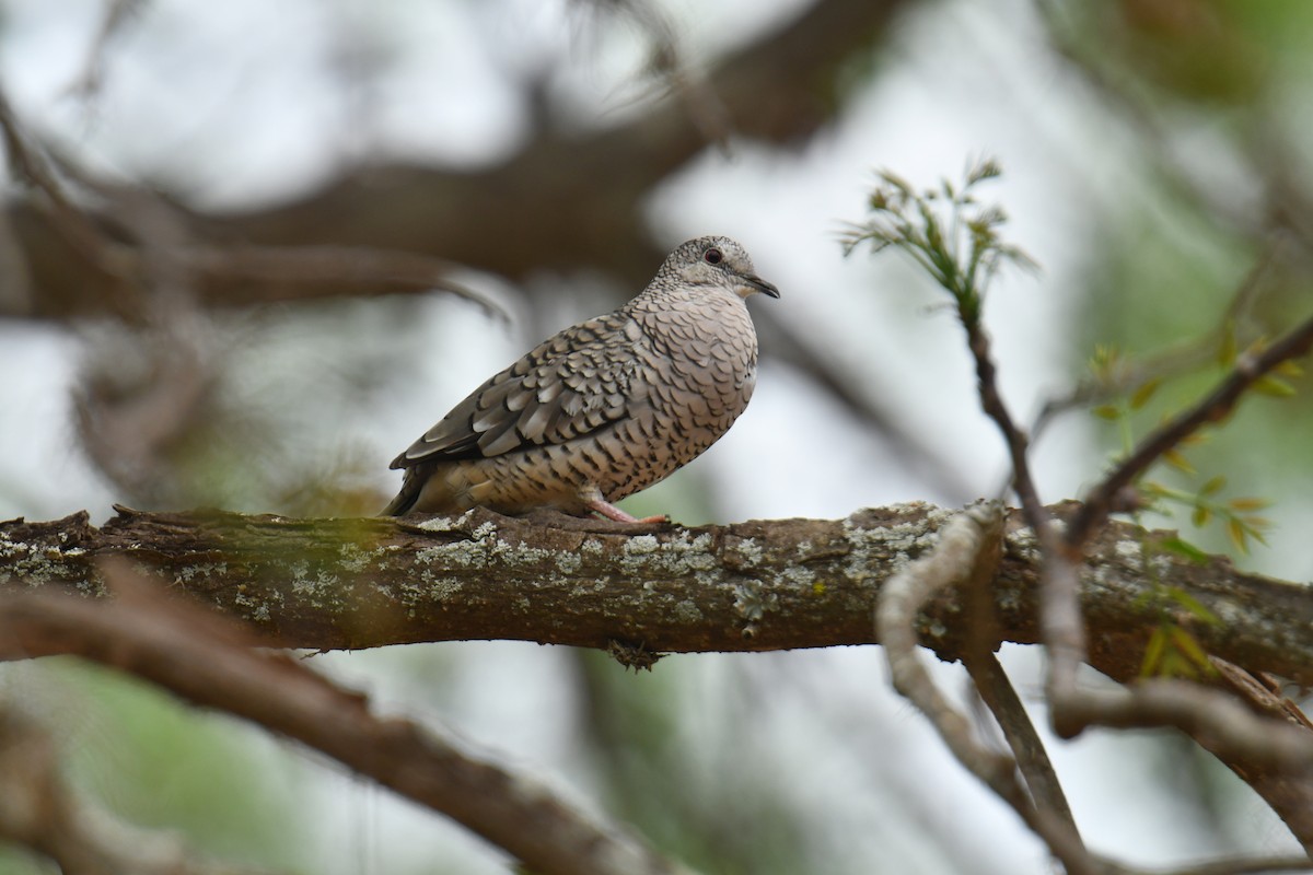 Scaled Dove - ML616412302