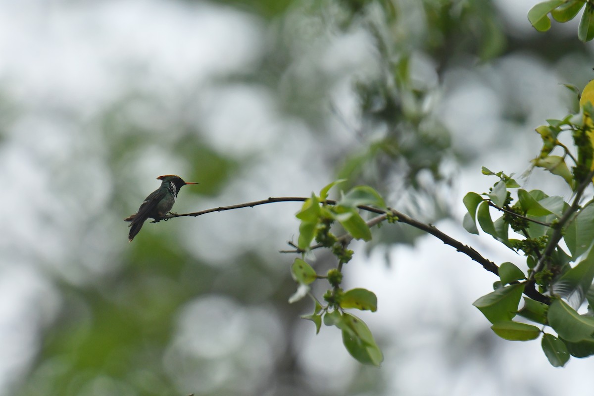 Frilled Coquette - ML616412312