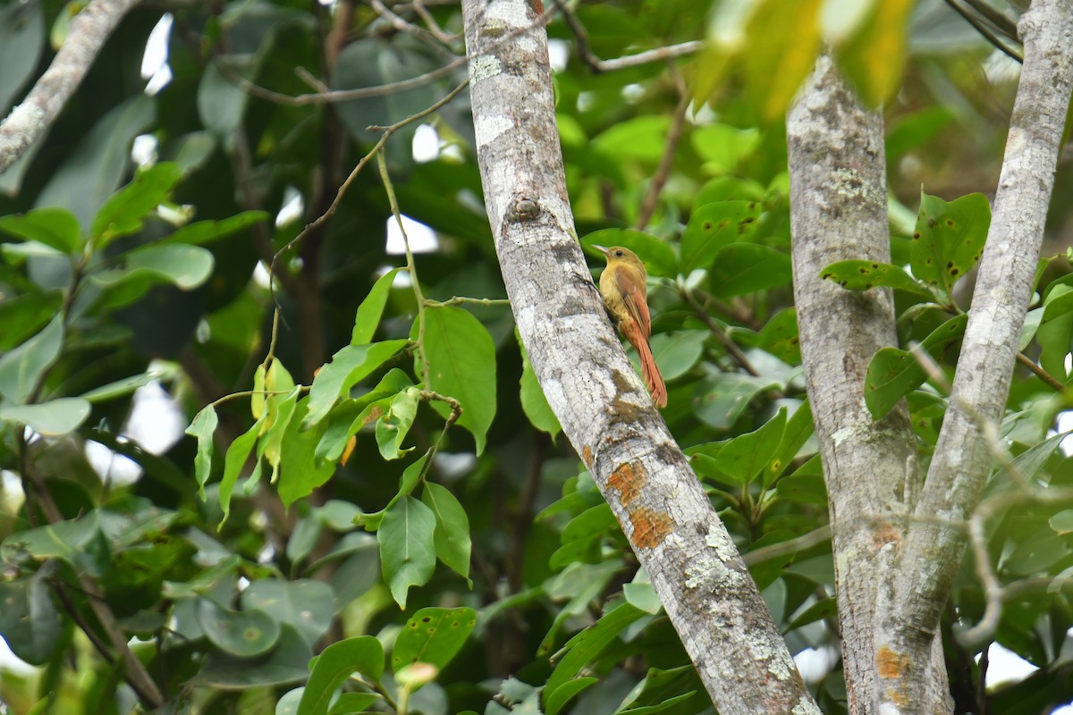 Olivaceous Woodcreeper - ML616412335