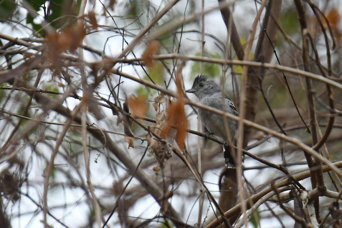 Planalto Slaty-Antshrike - ML616412362