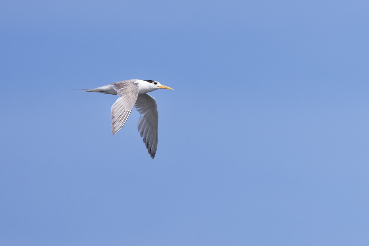 Great Crested Tern - ML616412387