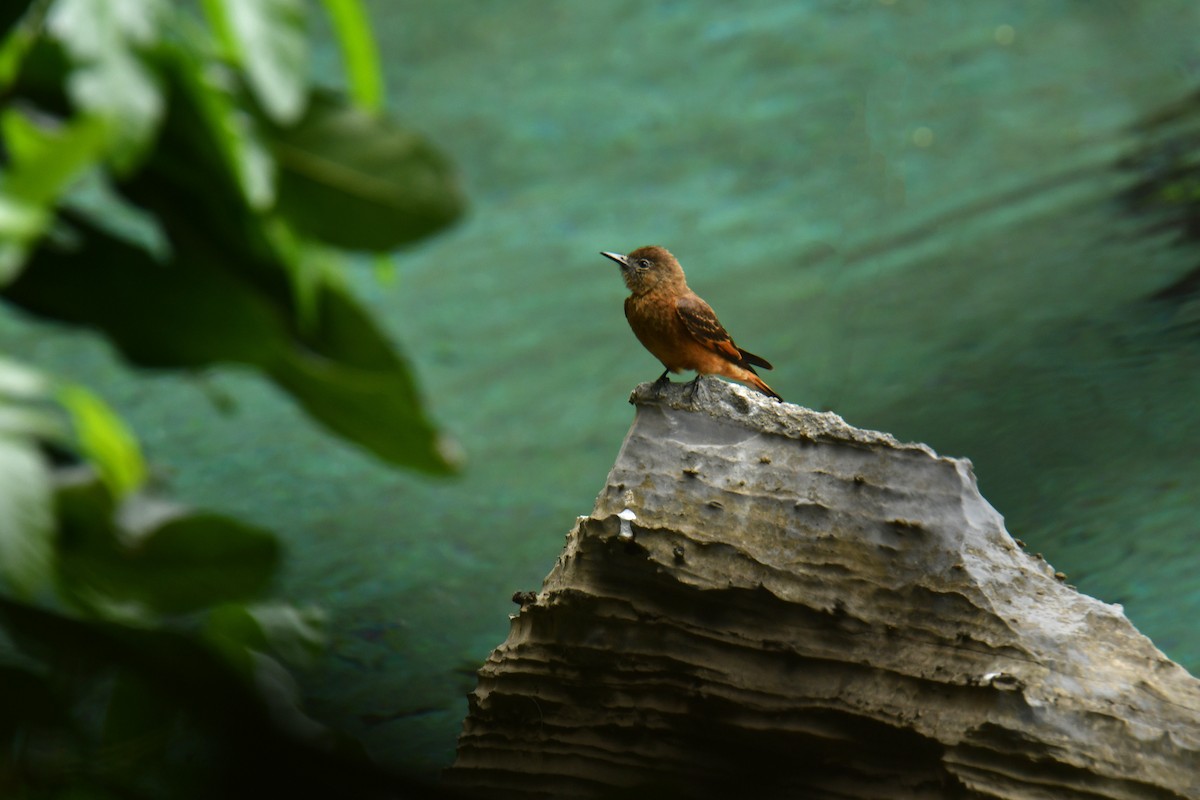 Cliff Flycatcher - ML616412440