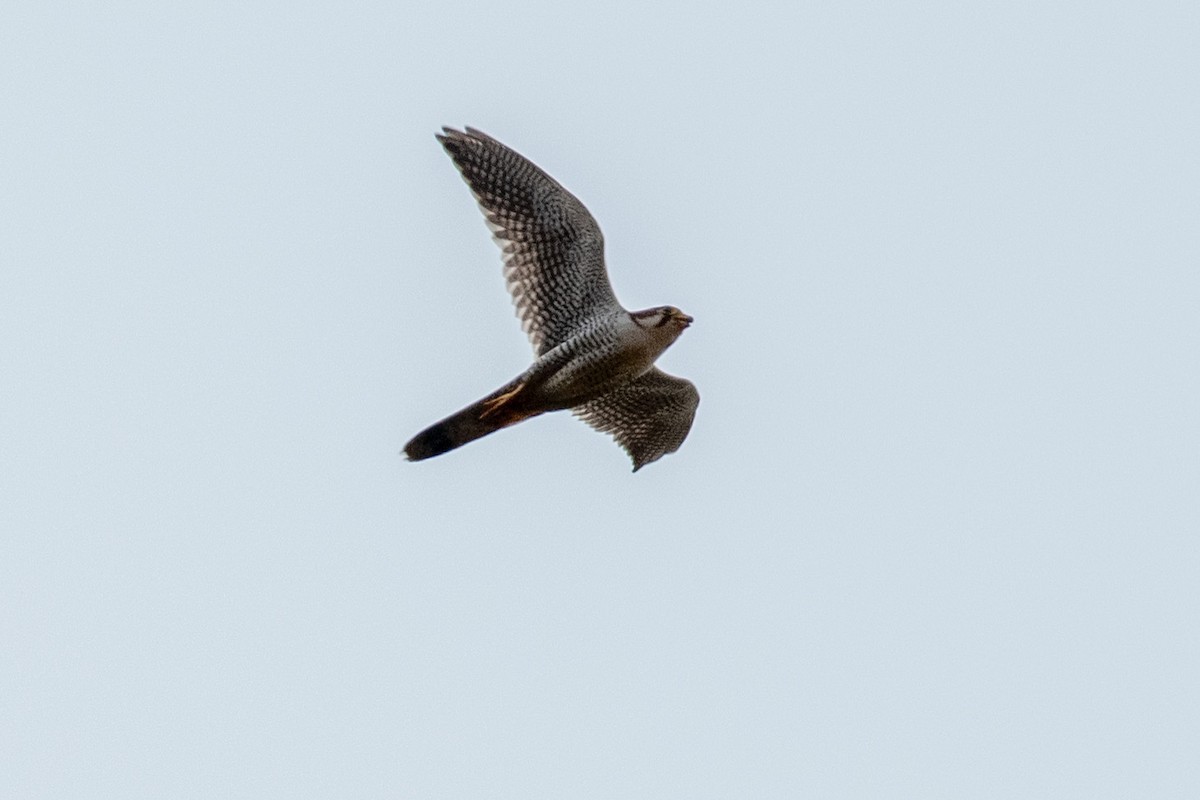 Red-necked Falcon - ML616412499