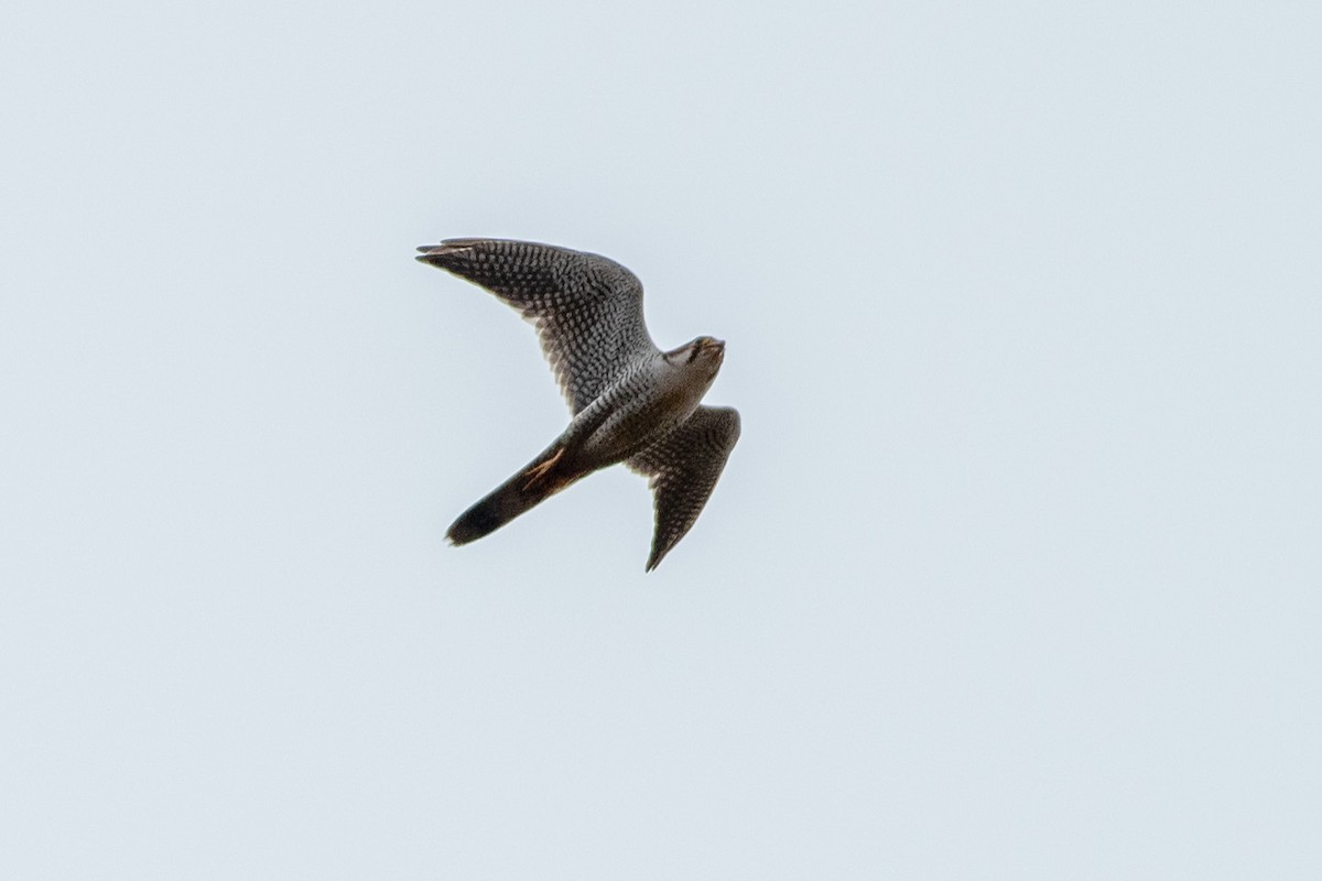 Red-necked Falcon - ML616412500