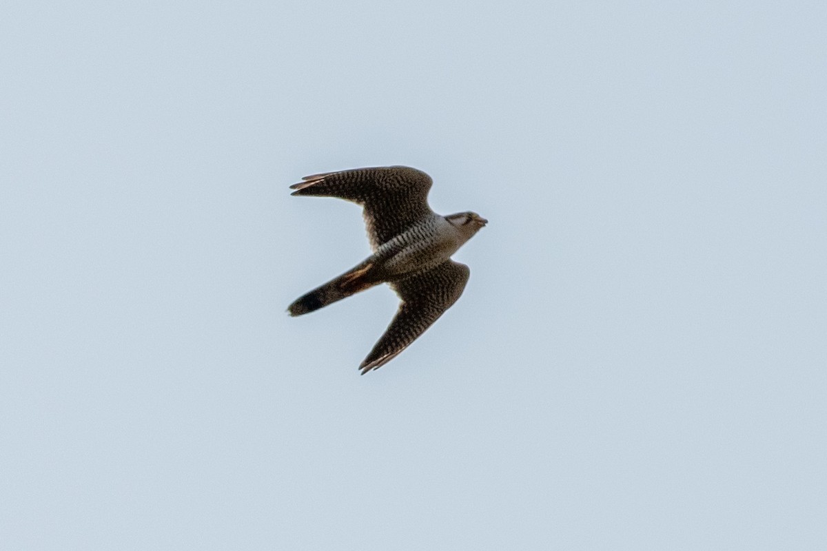 Red-necked Falcon - ML616412501