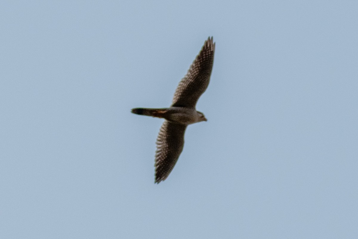 Red-necked Falcon - ML616412502