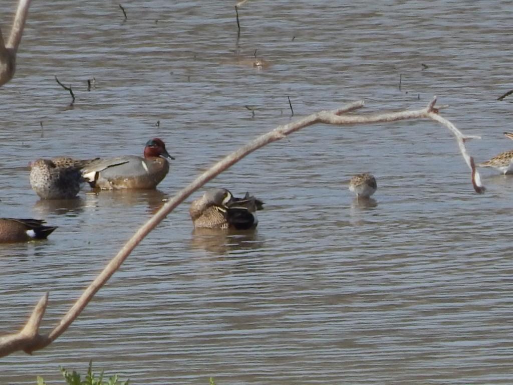 Green-winged Teal - Coley Turner