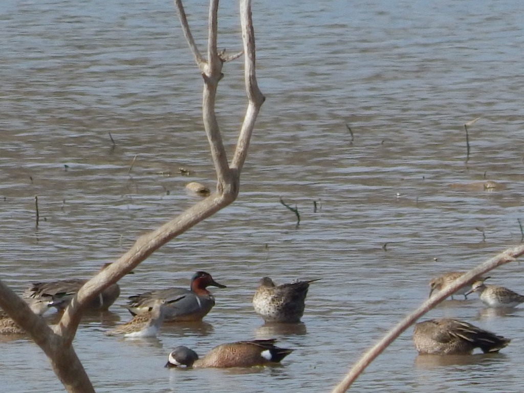 Green-winged Teal - Coley Turner