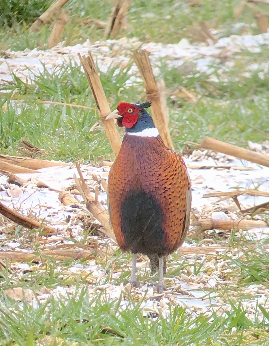 Ring-necked Pheasant - ML616412531