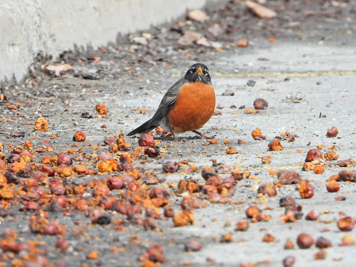 American Robin - ML616412542