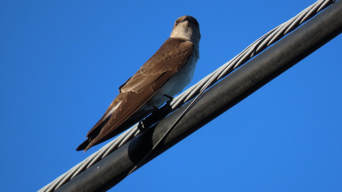 Hirondelle à ailes hérissées - ML616412647