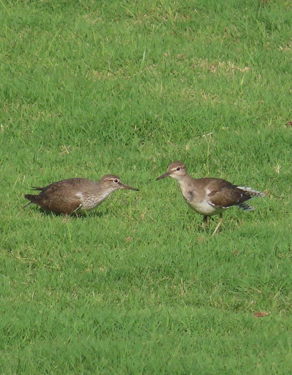 Common Sandpiper - ML616412666