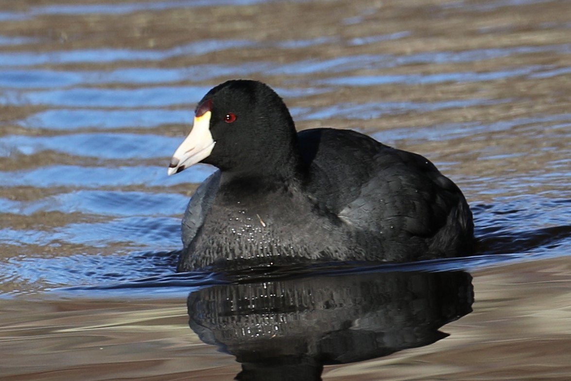 American Coot - ML616412689