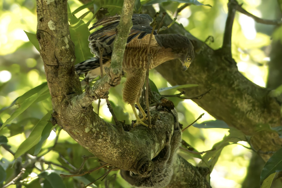 Roadside Hawk - ML616412730