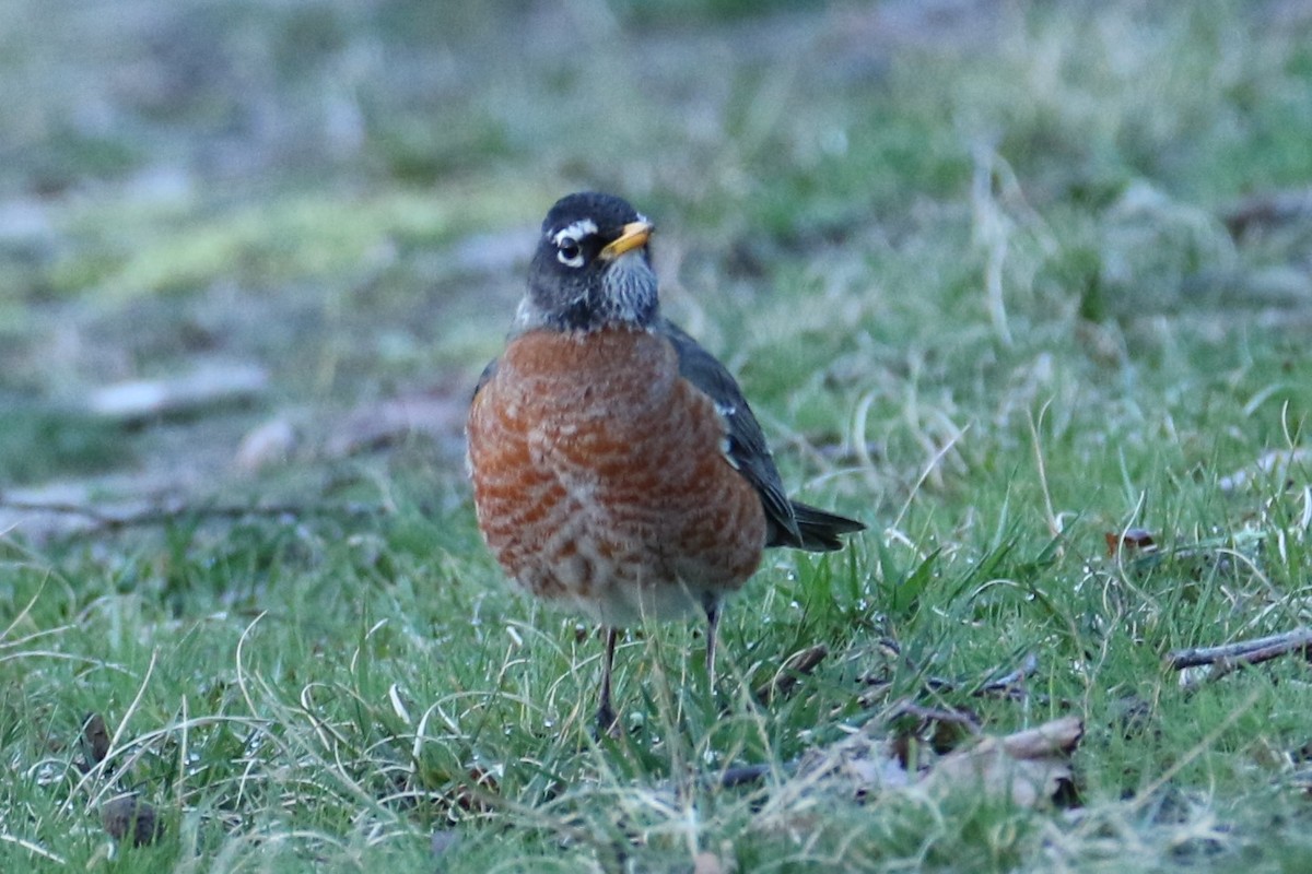 American Robin - ML616412734