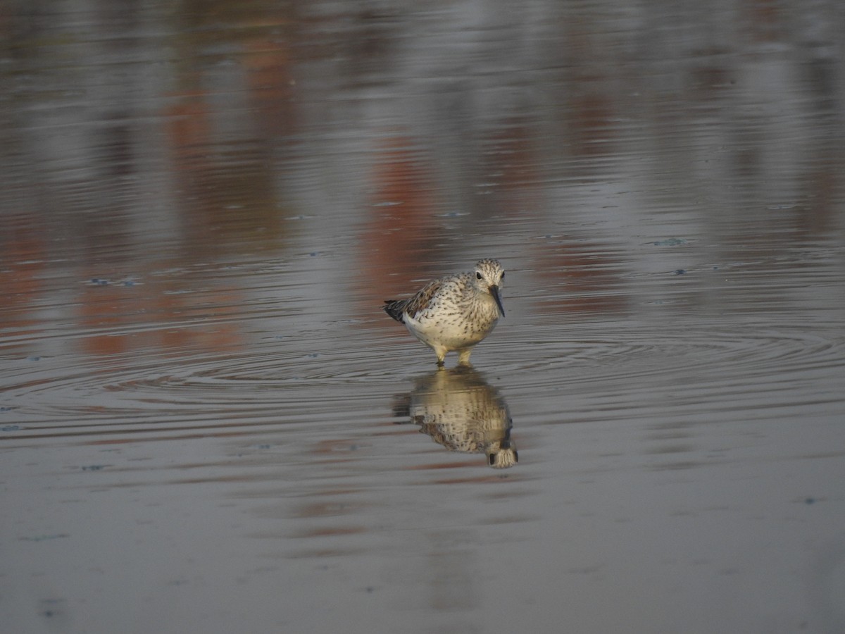 Marsh Sandpiper - ML616412745