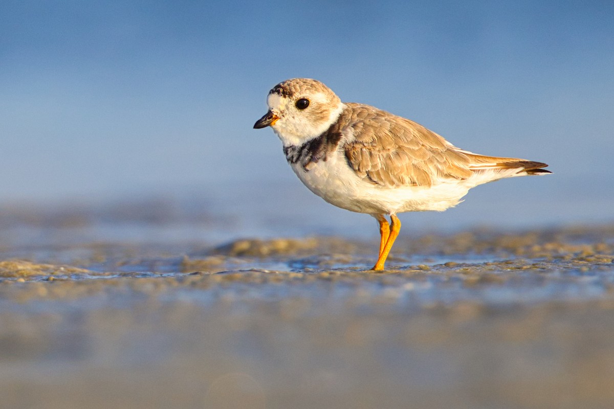 Piping Plover - Andrew Tao
