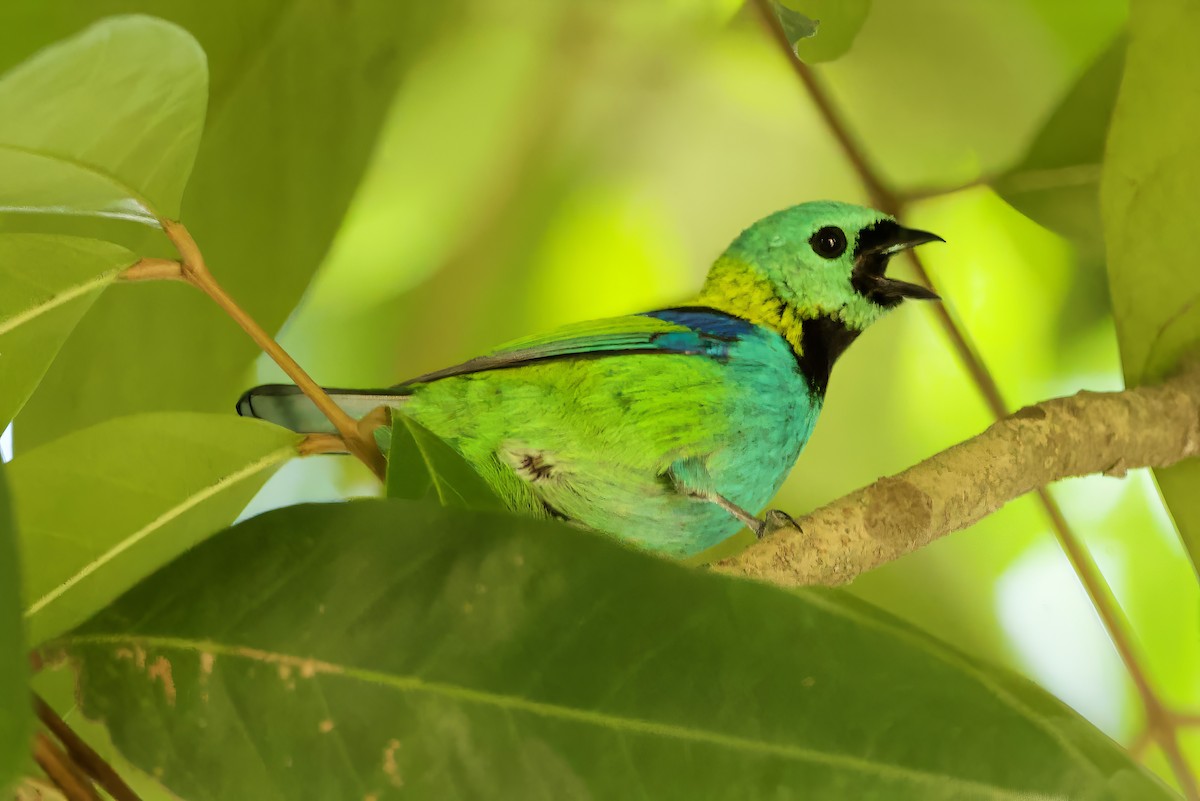 Green-headed Tanager - ML616412820